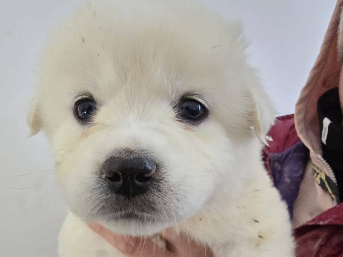 Adozione cane, femmina, Razza sconosciuta Razza sconosciuta, 3 mesi, taglia media, Taranto