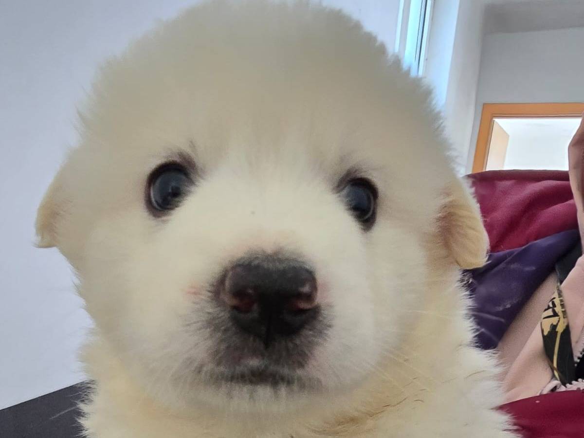 Adozione cane, maschio, Razza sconosciuta Razza sconosciuta, 3 mesi, taglia grande, Taranto