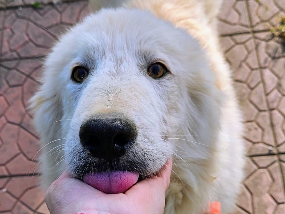 Adozione cane, maschio, Razza sconosciuta Razza sconosciuta, 8 mesi, taglia media, Aosta