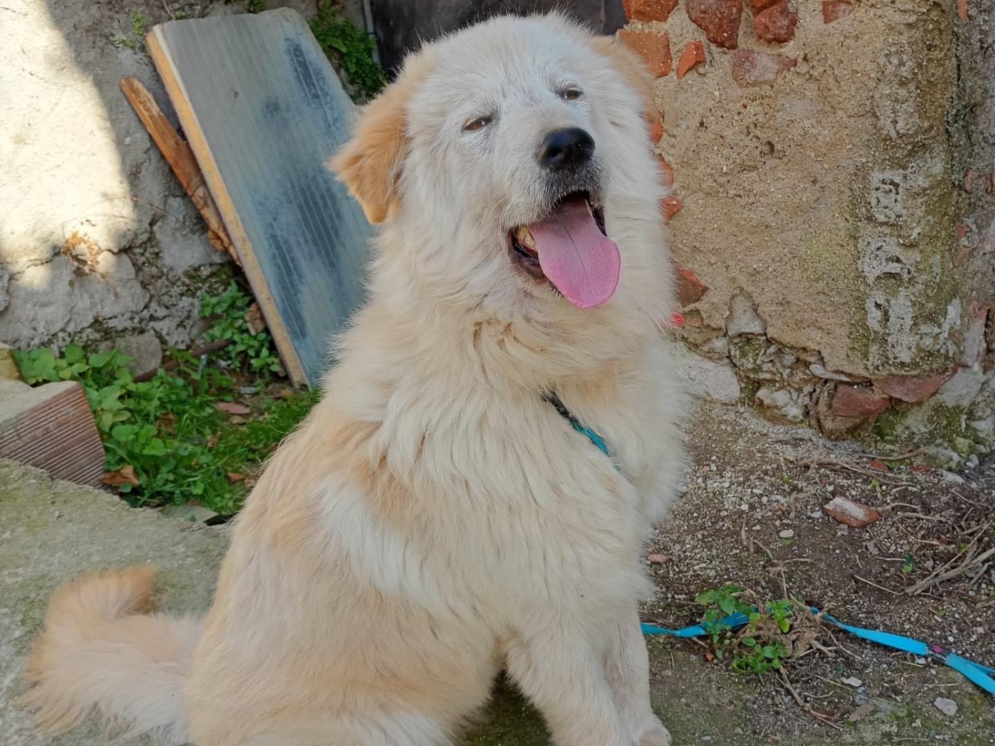 Adotta un cane, taglia media, maschio, Aosta