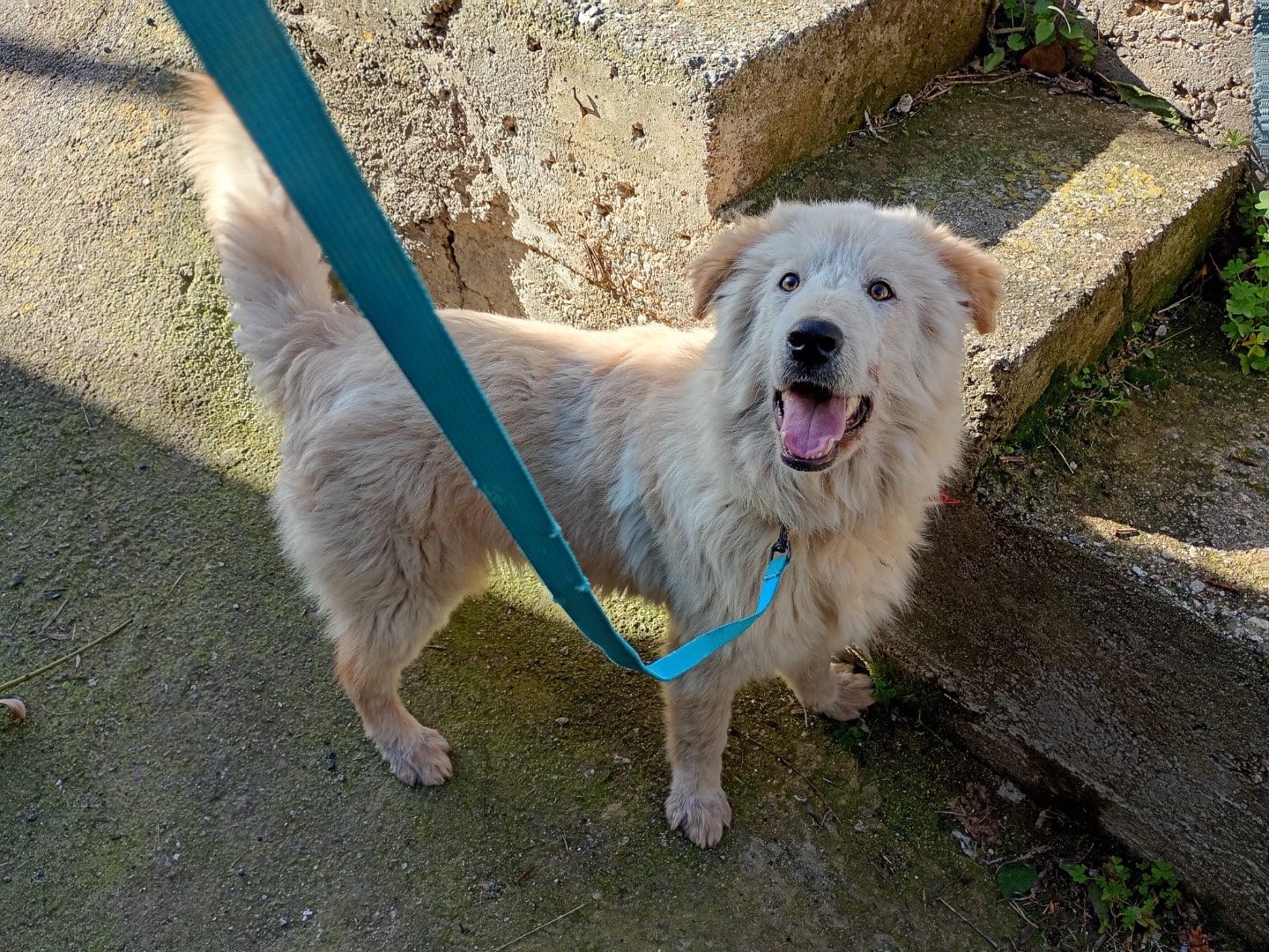 Vuoi adottare un cane a Aosta?