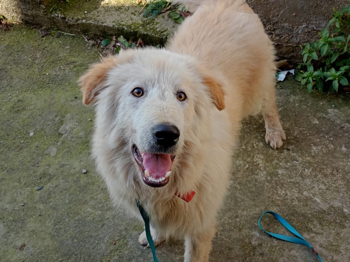 Adotta il cane Aky a Aosta