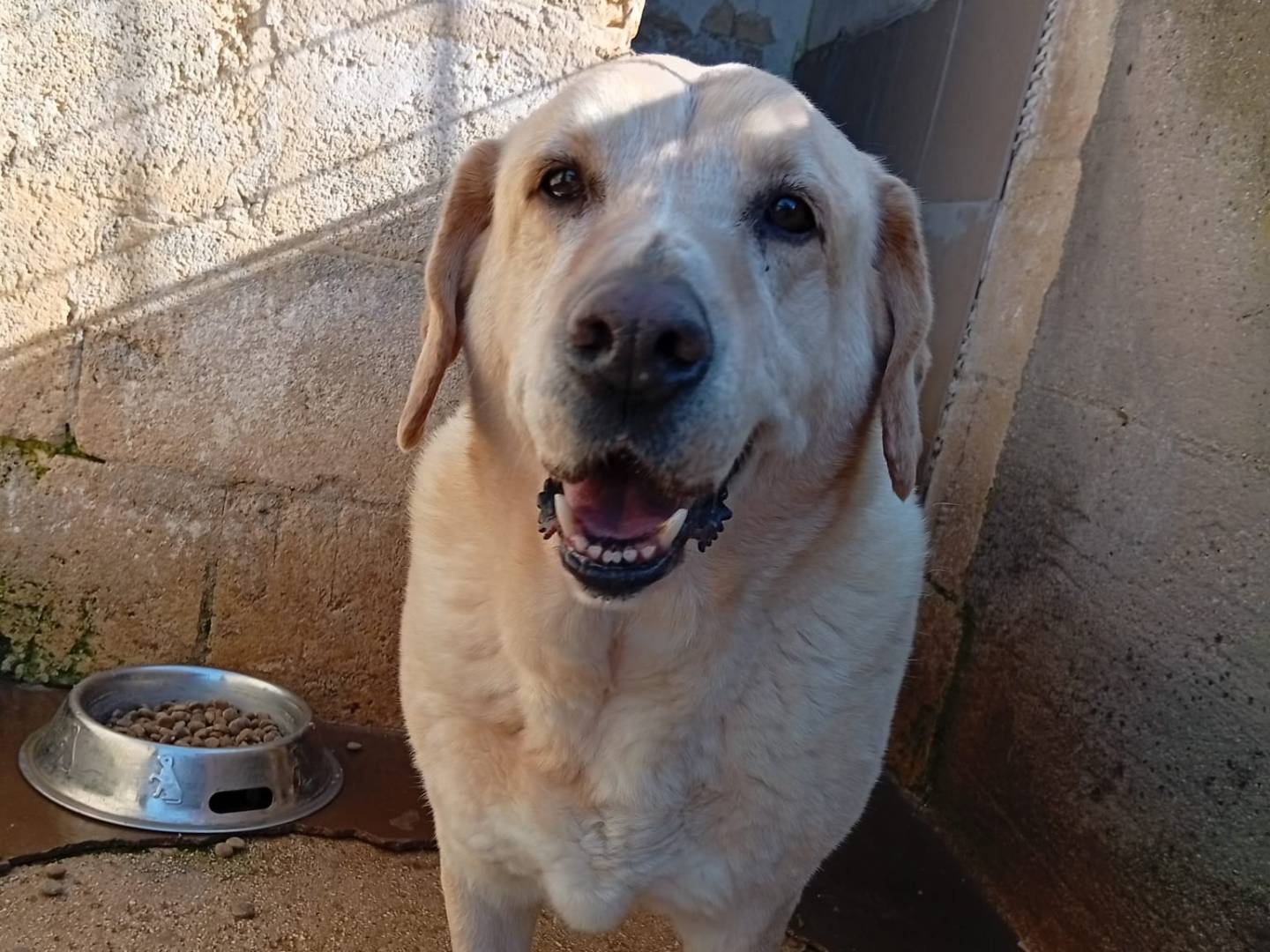 Adozione cane, maschio, Razza sconosciuta Razza sconosciuta, 10 anni e 1 mese, taglia media, Taranto