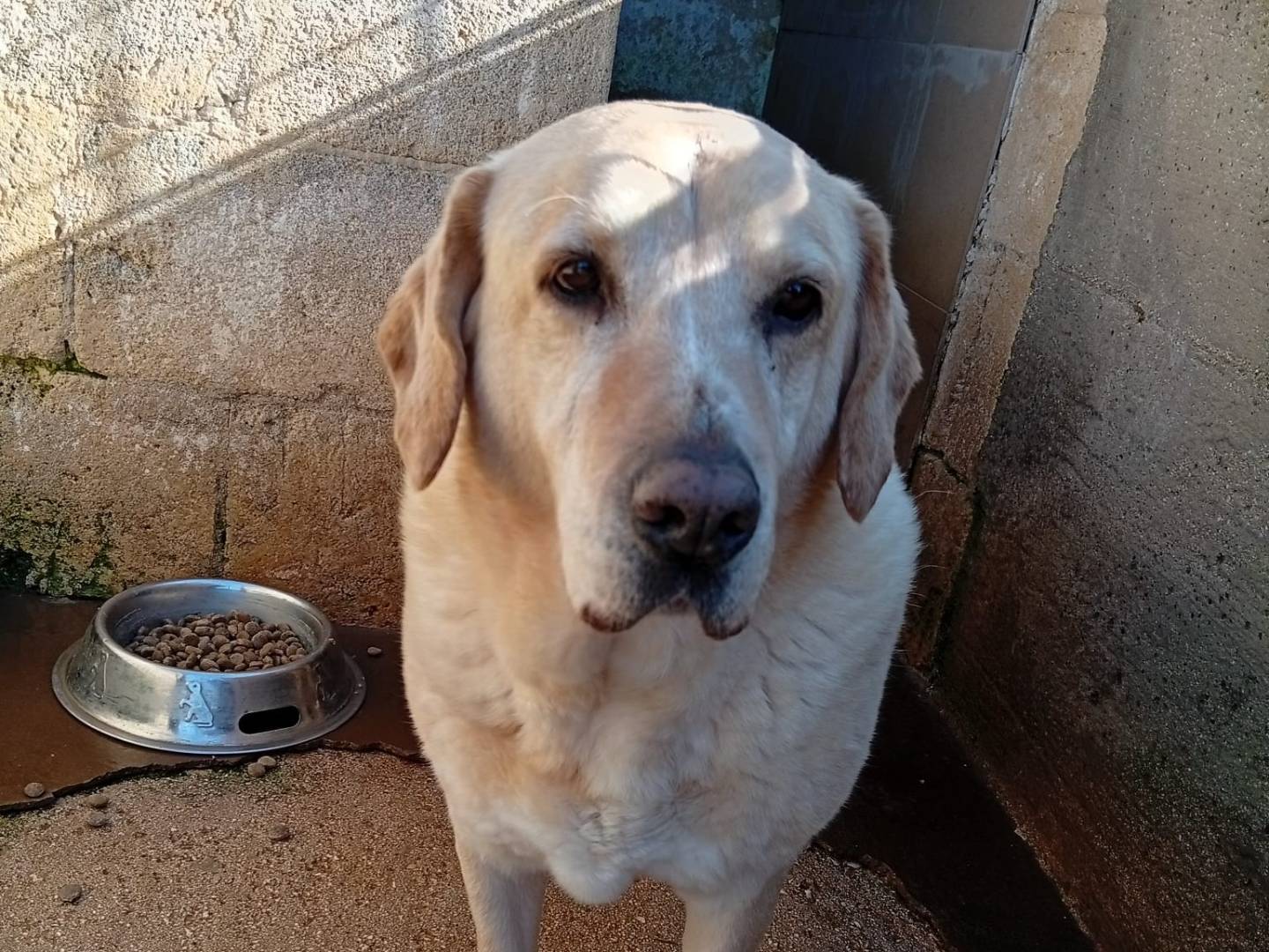 Adotta un cane, maschio, 10 anni e 1 mese, Taranto