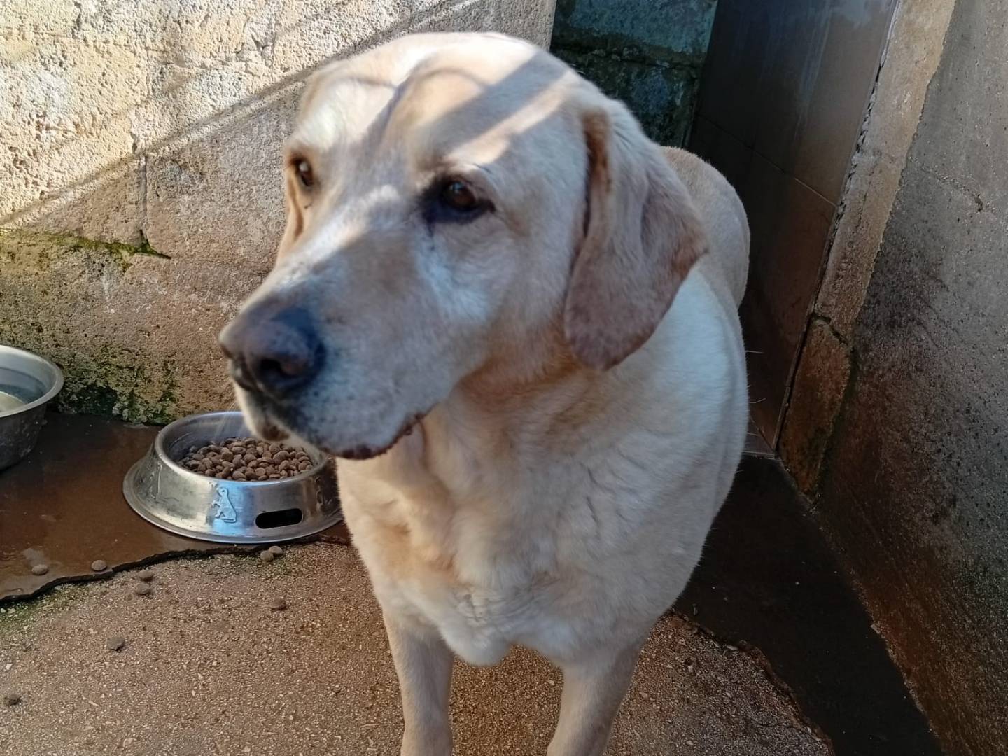 Adotta un cane, taglia media, maschio, Taranto