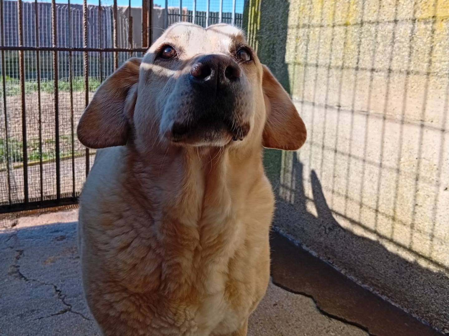 Vuoi adottare un cane a Taranto?
