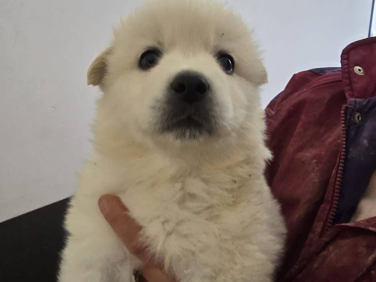 Adozione cane, maschio, Razza sconosciuta Razza sconosciuta, 7 mesi, taglia piccola, Taranto