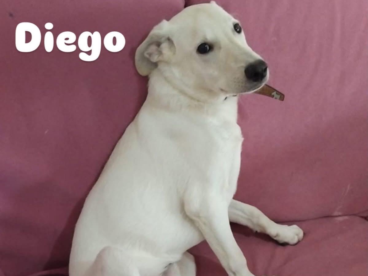 Adozione cane, maschio, Razza sconosciuta Razza sconosciuta, 7 mesi, taglia media, Milano