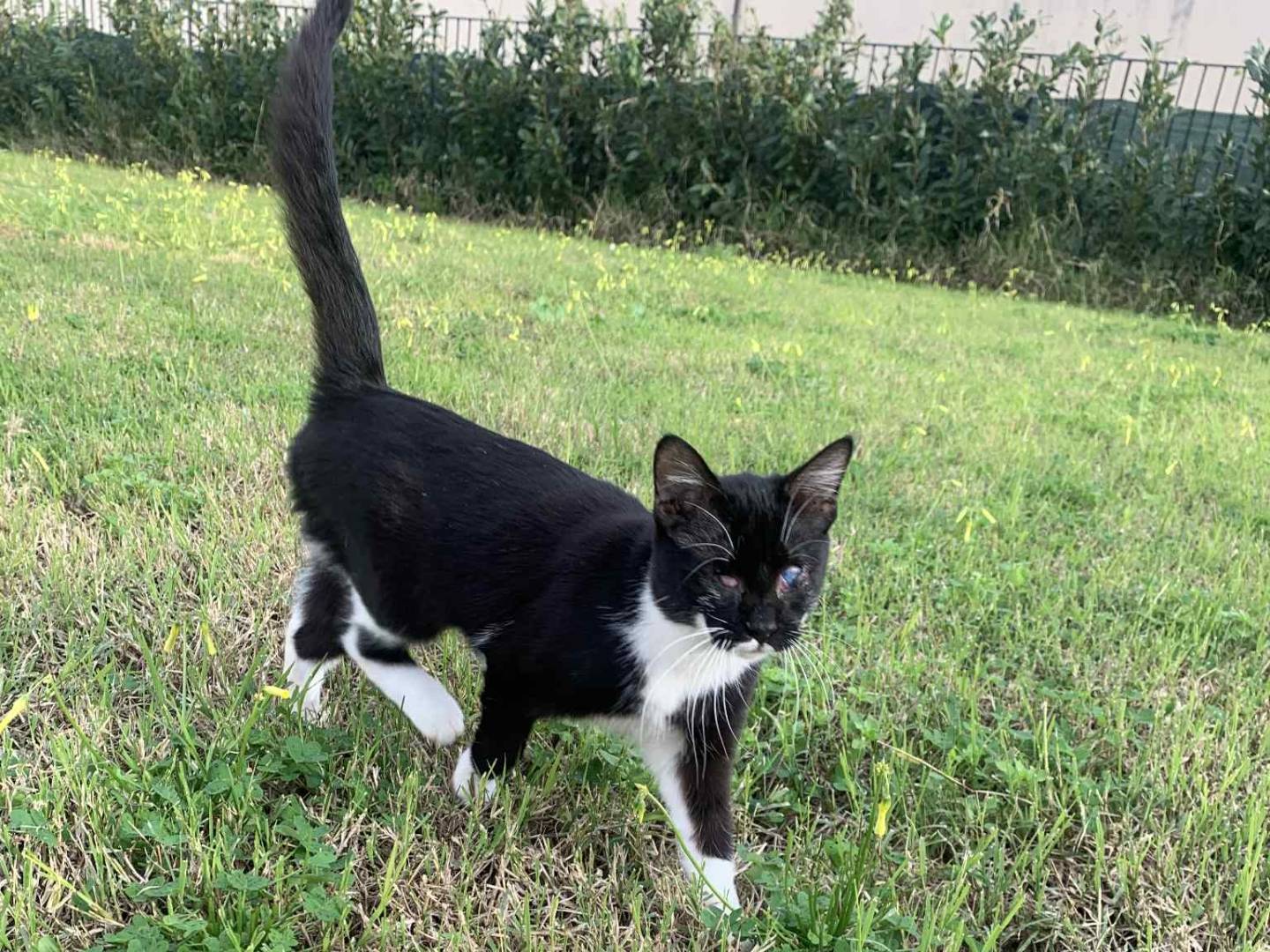 Adotta il gatto Lulù  a Messina