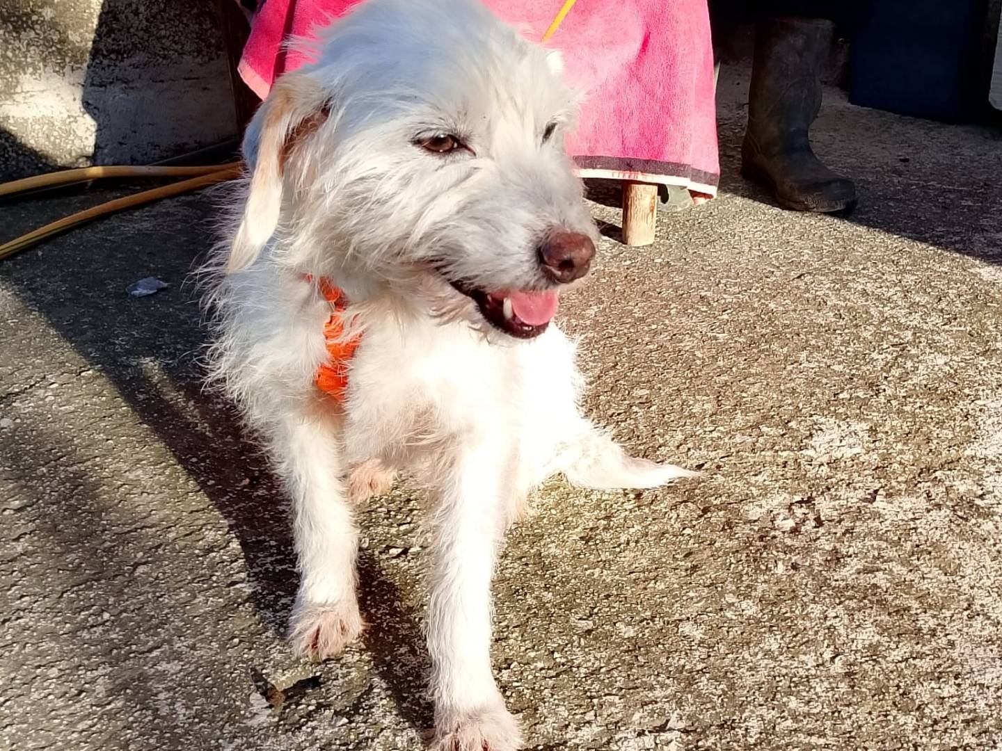 Adozione cane, femmina, Razza sconosciuta Razza sconosciuta, 6 anni e 1 mese, taglia piccola, Avellino