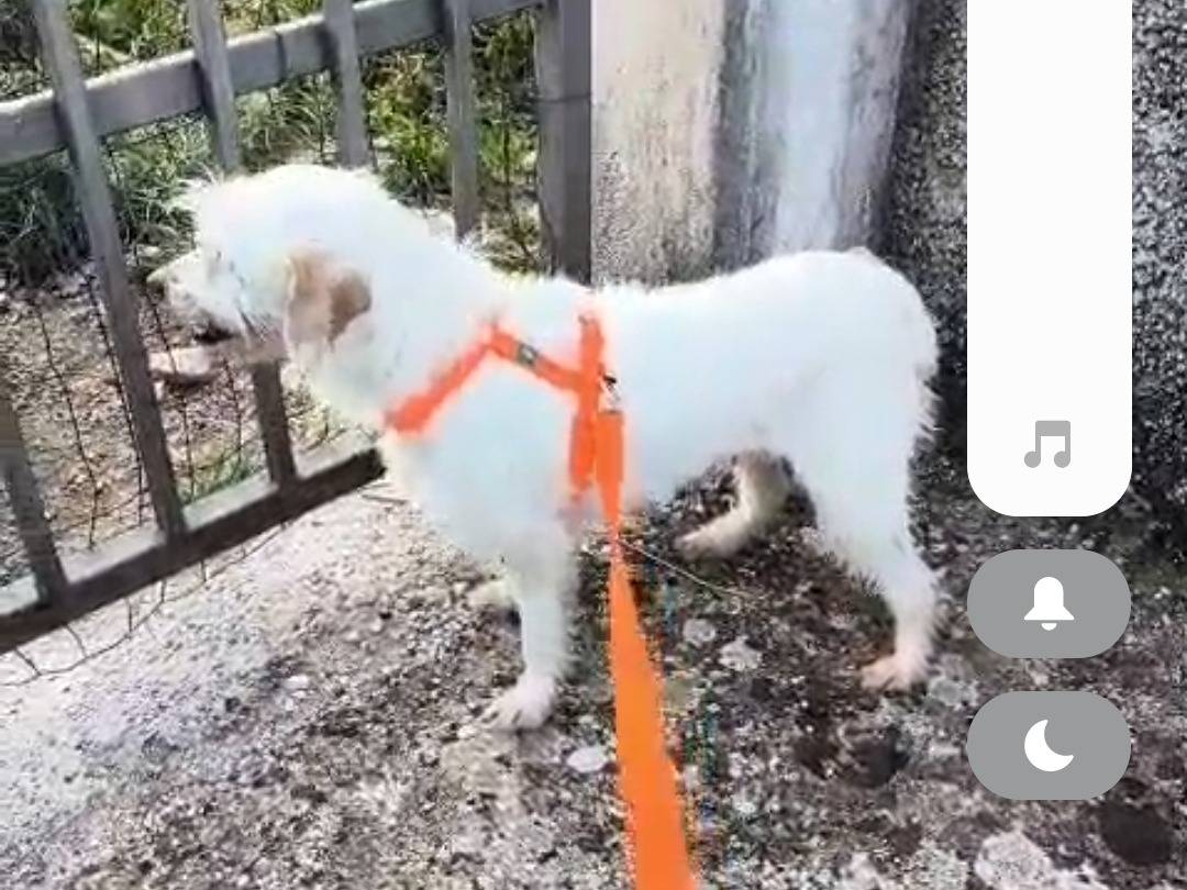 Adotta un cane, femmina, 6 anni e 1 mese, Avellino