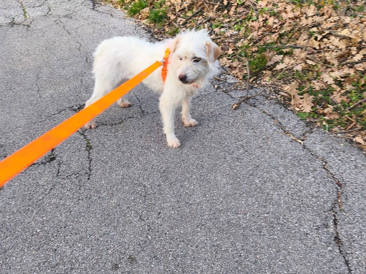 Adotta un cane, taglia piccola, femmina, Avellino