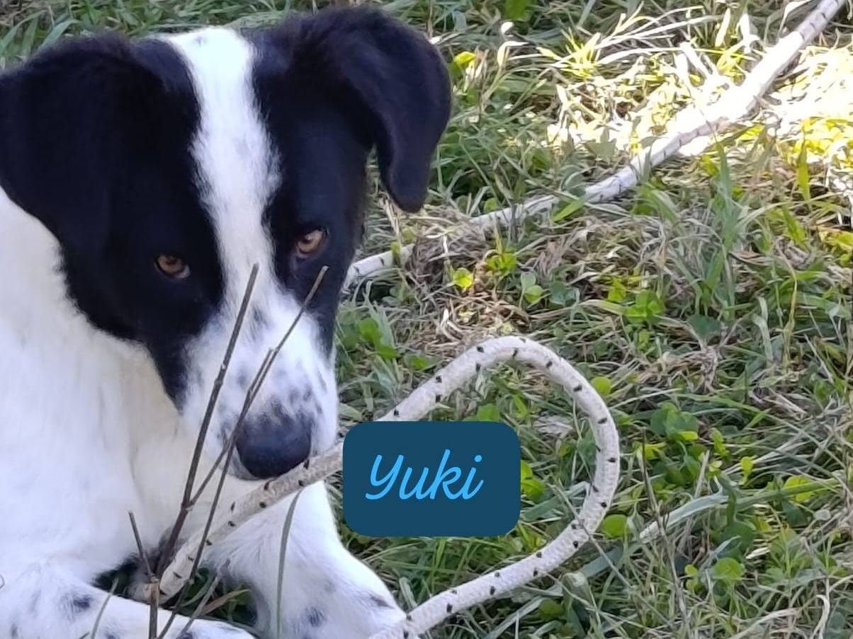 Adotta un cane, maschio, 1 anno e 7 mesi, Avellino