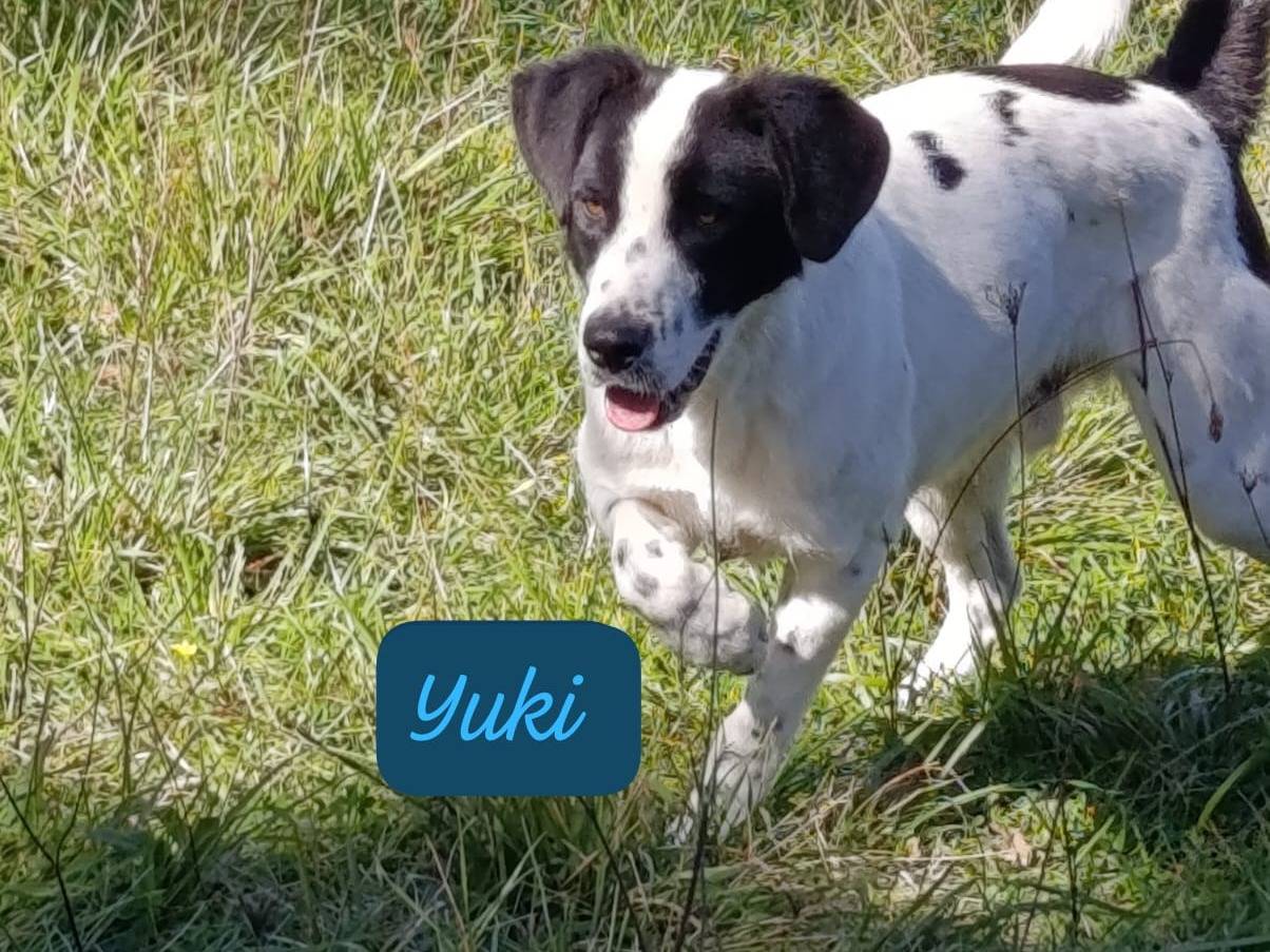 Adotta un cane, taglia media, maschio, Avellino