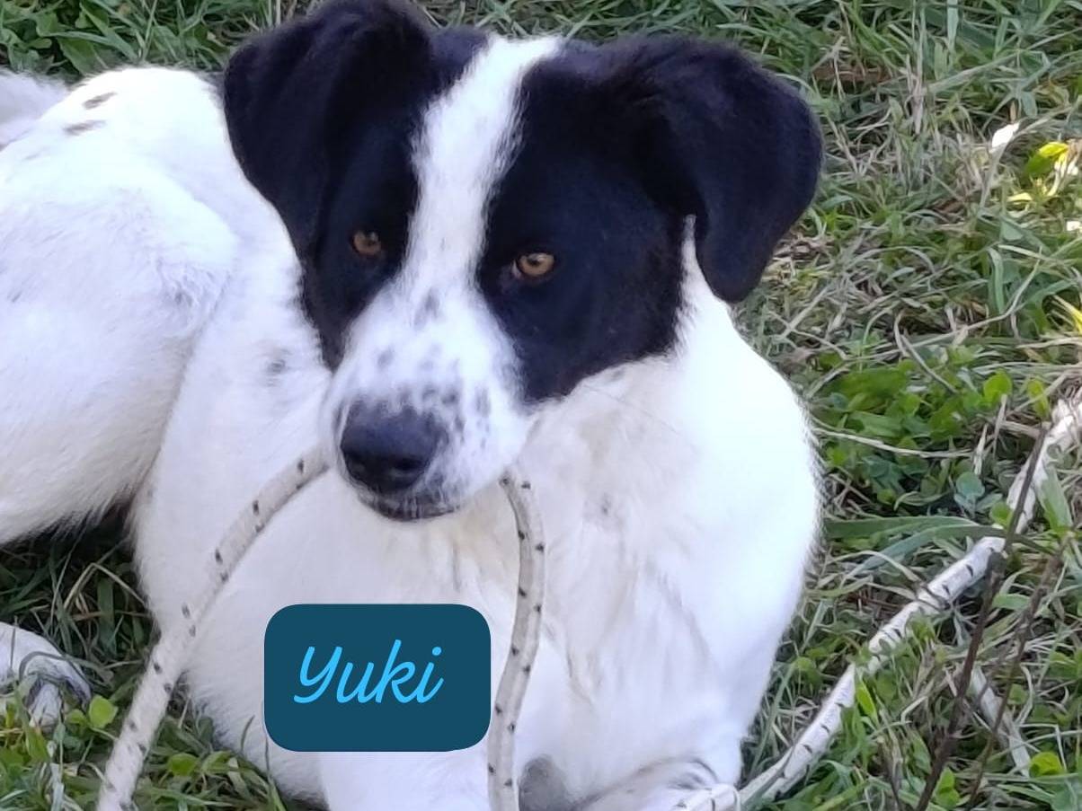 Vuoi adottare un cane a Avellino?