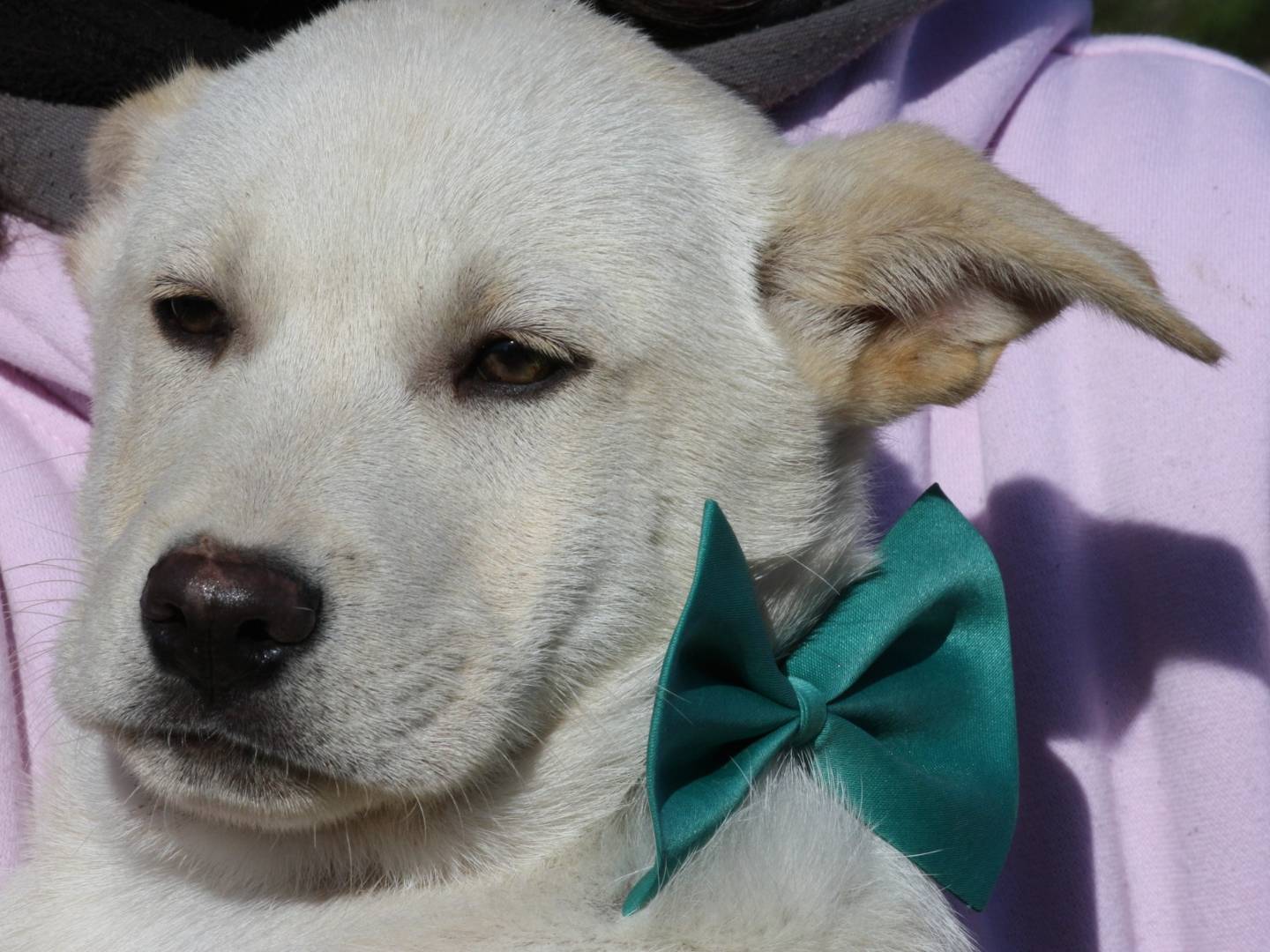 Adozione cane, maschio, Akita Razza sconosciuta, 4 mesi, taglia grande, Bari