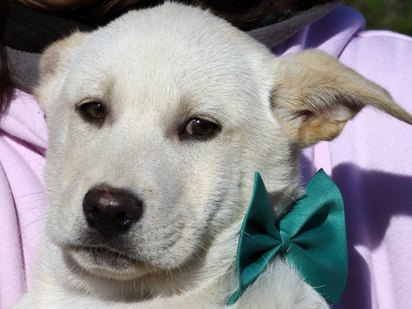 Adotta un cane, maschio, 4 mesi, Bari