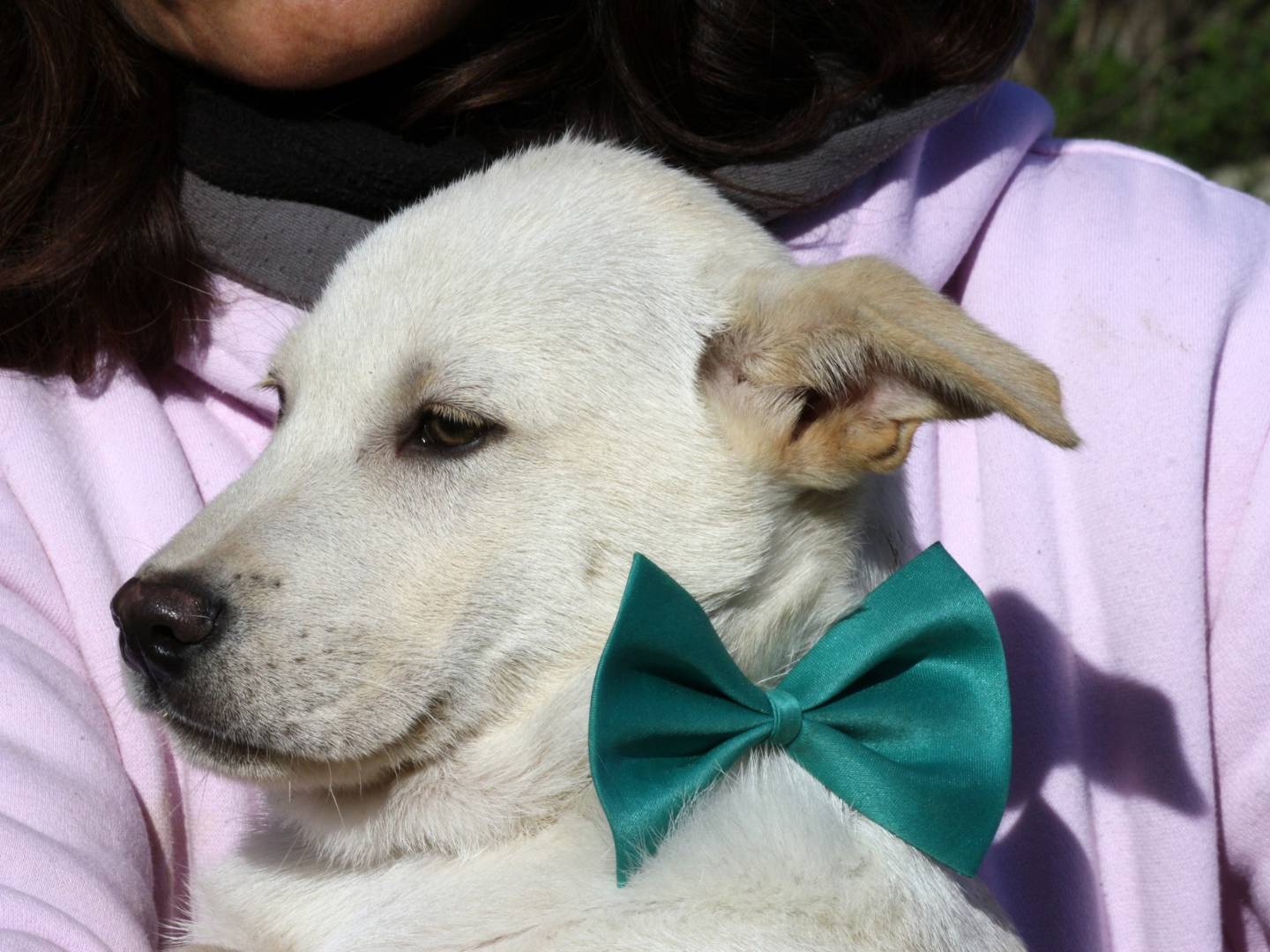 Adotta un cane, taglia grande, maschio, Bari