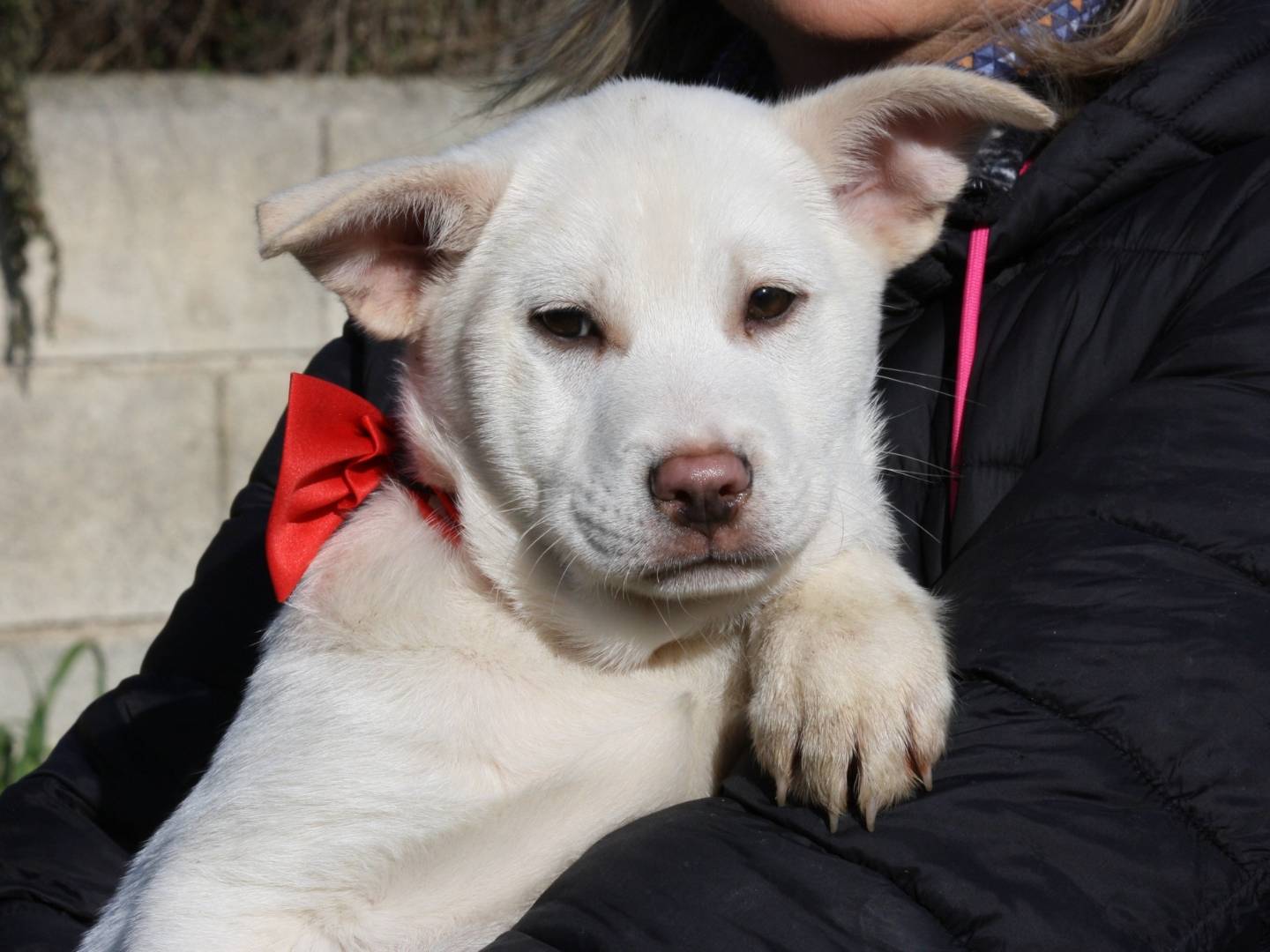 Adozione cane, maschio, Akita Razza sconosciuta, 4 mesi, taglia grande, Bari
