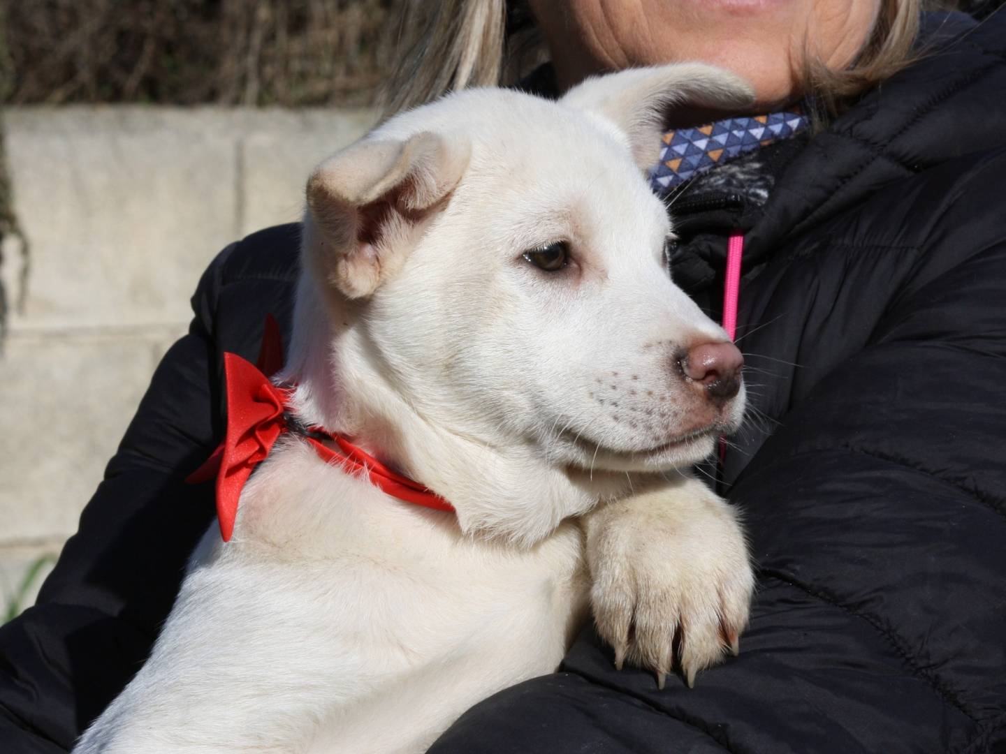 Adotta un cane, taglia grande, maschio, Bari