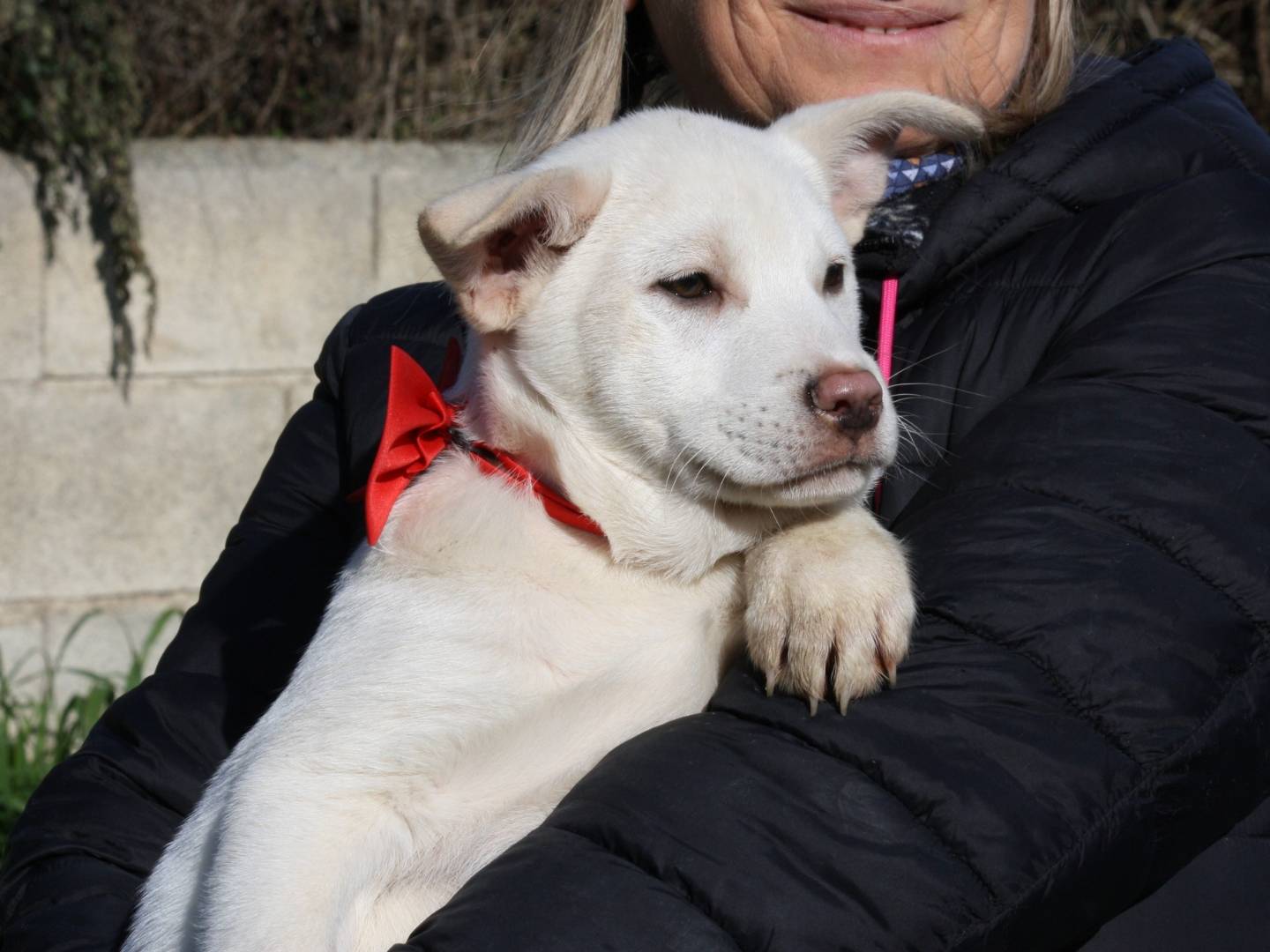 Vuoi adottare un cane a Bari?