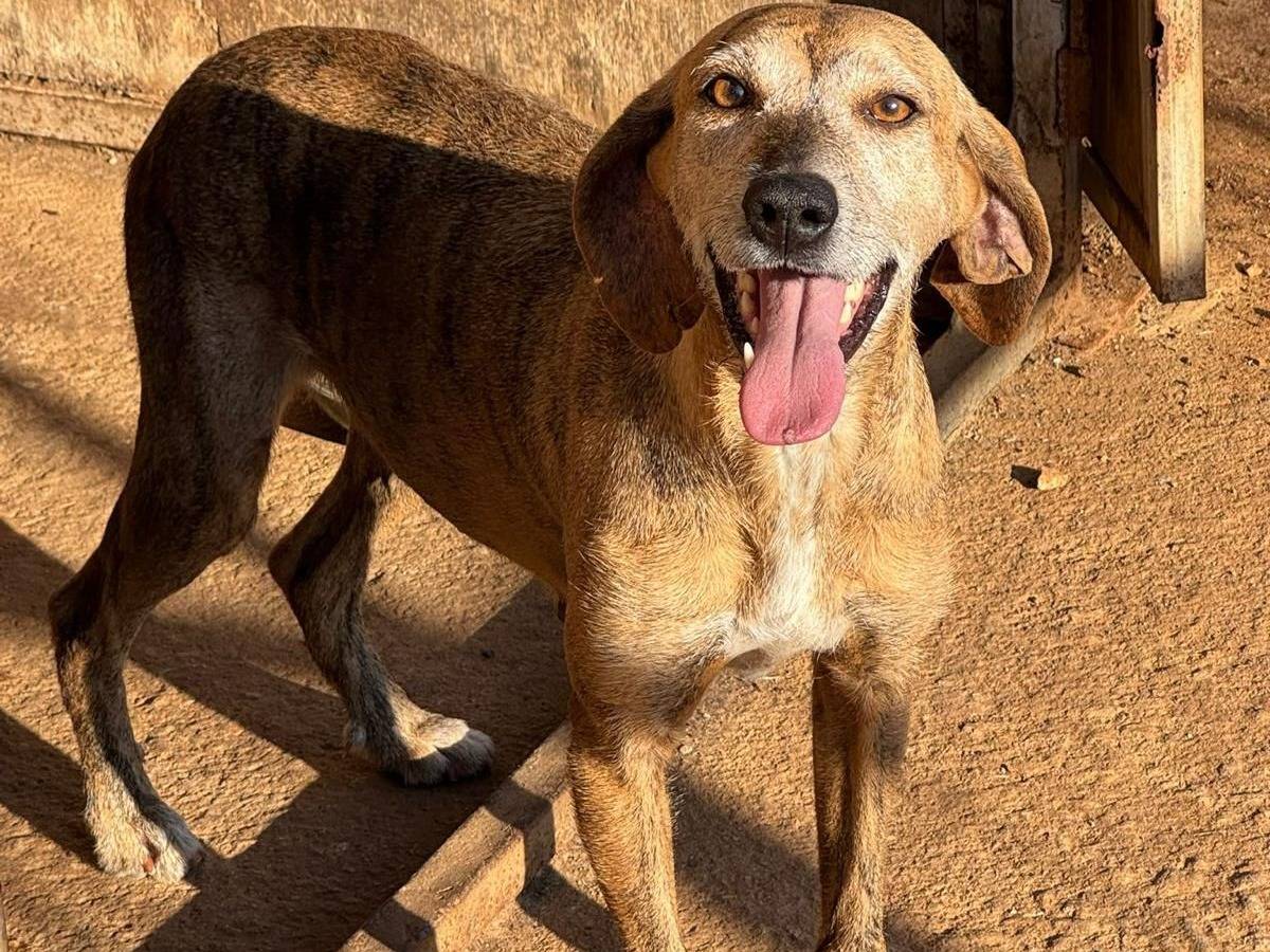Adozione cane, femmina, Razza sconosciuta Razza sconosciuta, 5 anni e 1 mese, taglia media contenuta, Milano