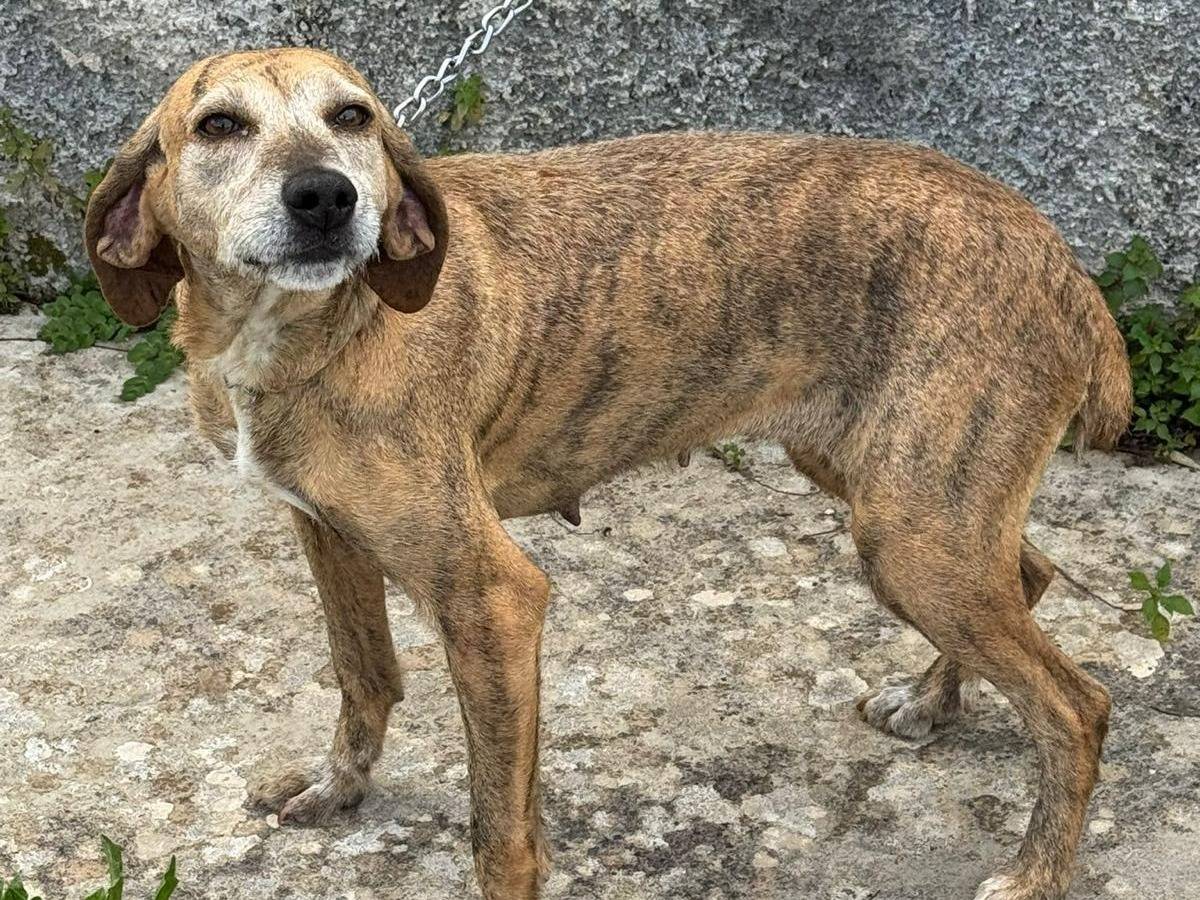 Adotta un cane, femmina, 5 anni e 1 mese, Milano