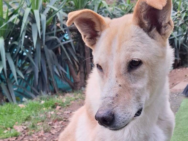 Adozione cane, maschio, Razza sconosciuta Razza sconosciuta, 9 anni e 1 mese, taglia media contenuta, Milano