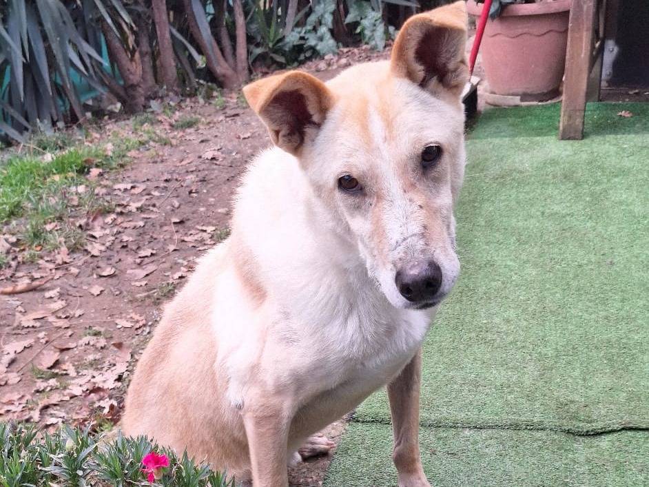 Adotta un cane, maschio, 9 anni e 1 mese, Milano