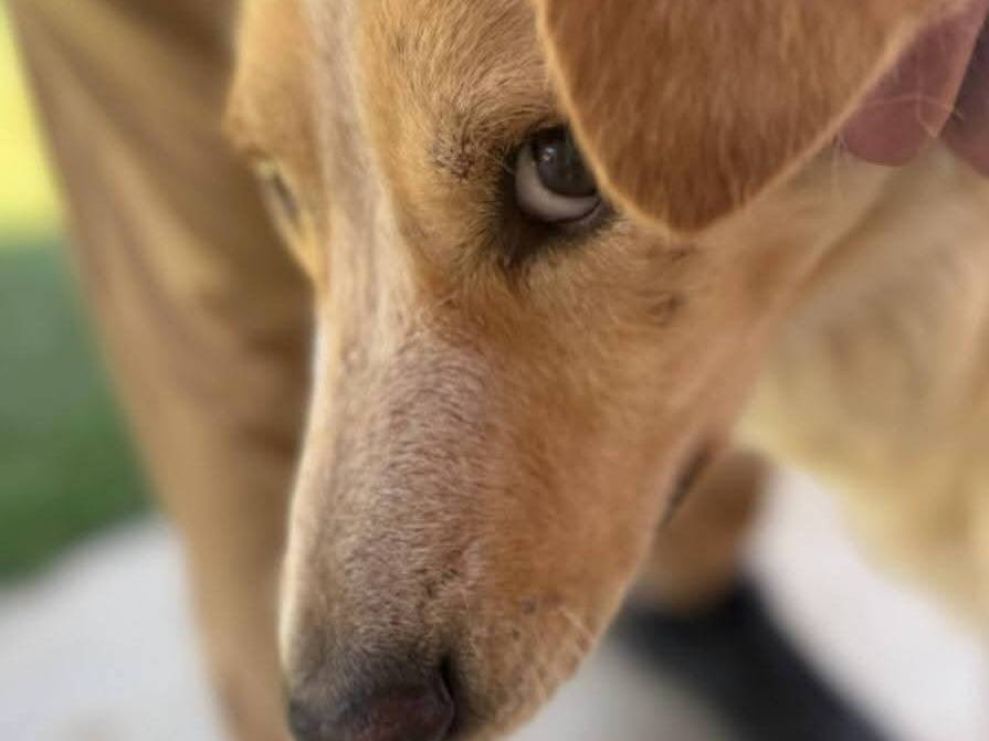 Adotta un cane, taglia media contenuta, maschio, Milano