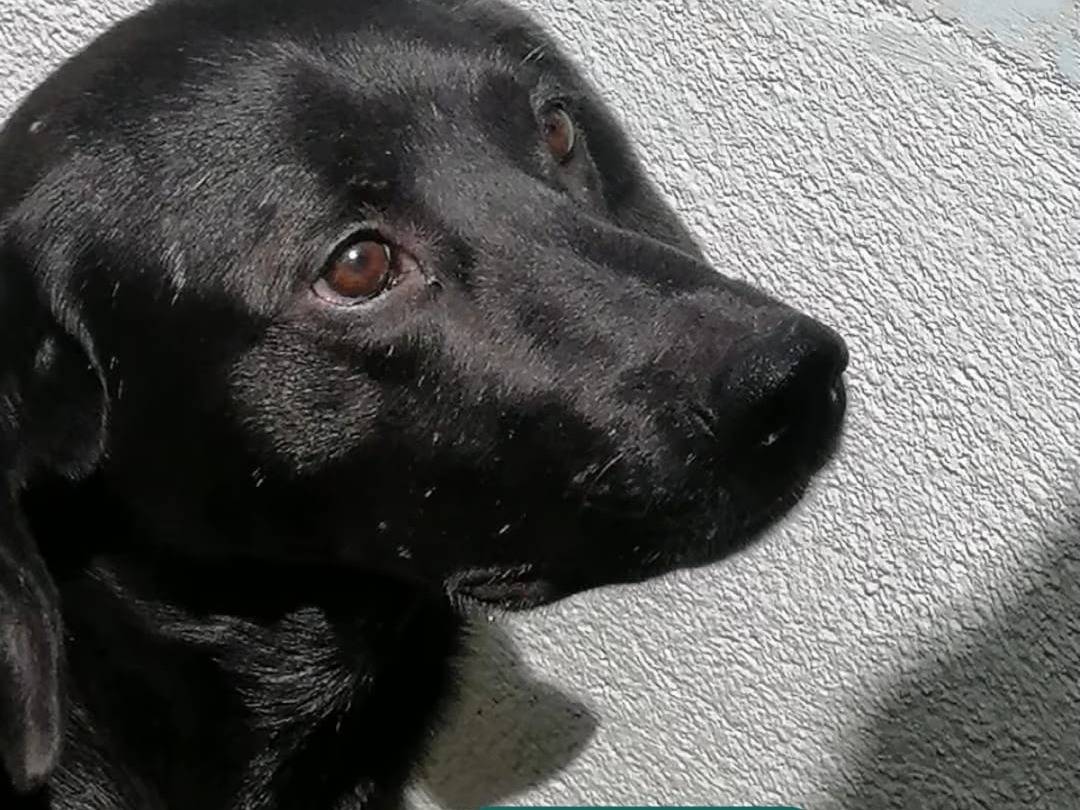 Adotta un cane, maschio, 5 anni e 3 mesi, Avellino