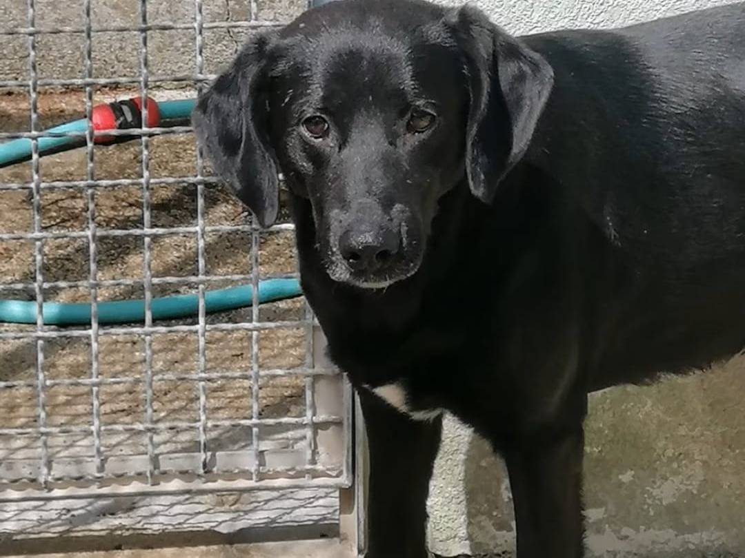 Vuoi adottare un cane a Avellino?