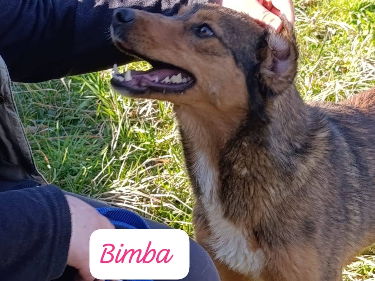 Vuoi adottare un cane a Avellino?