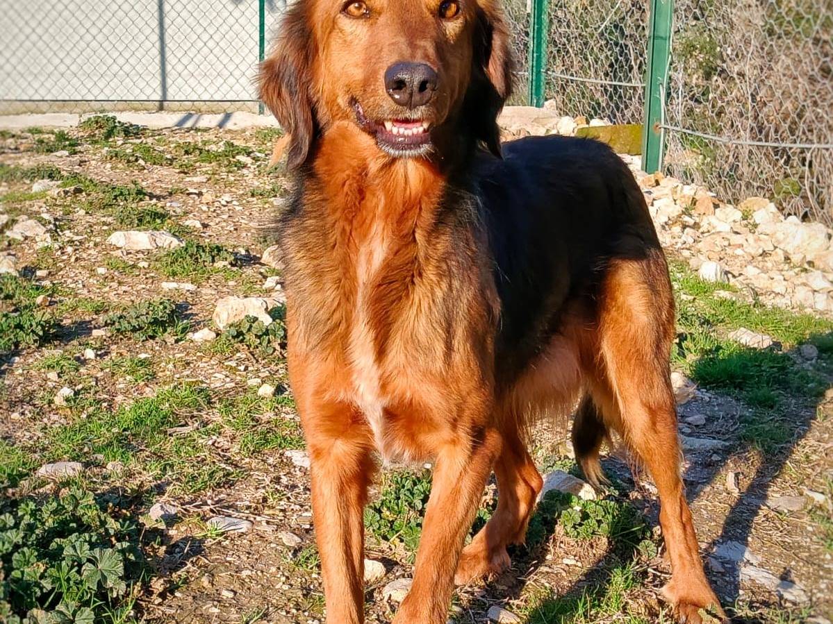 Adotta il cane Timo a Terni