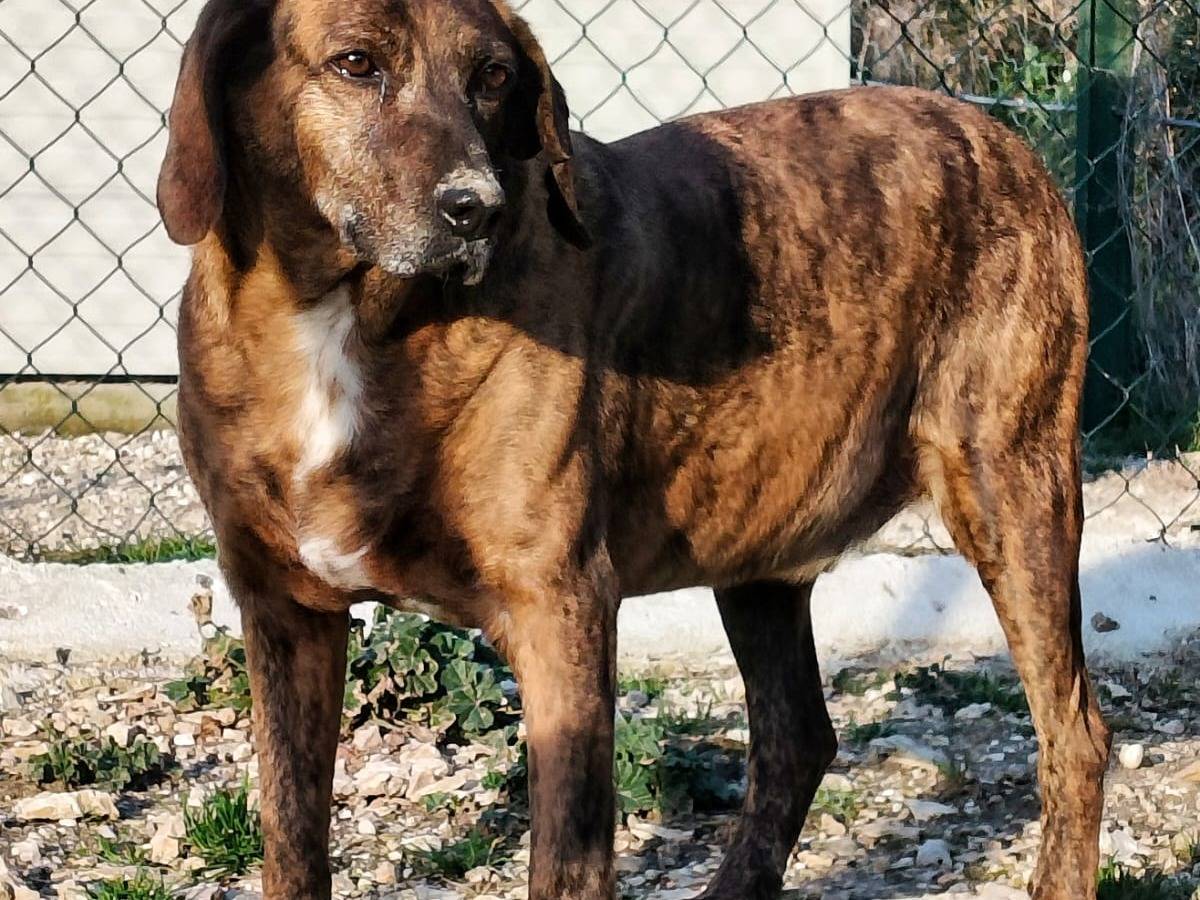 Adotta il cane Erasmo a Terni