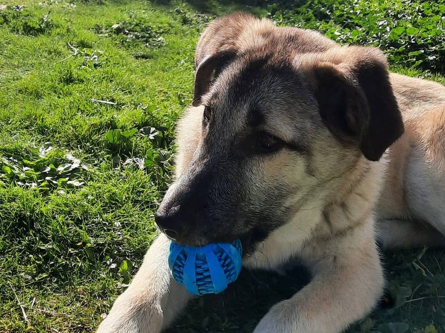 Adotta un cane, femmina, 11 mesi, Potenza