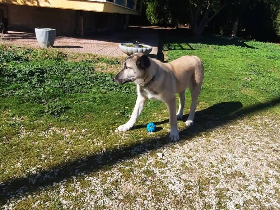 Adotta un cane, taglia media, femmina, Potenza