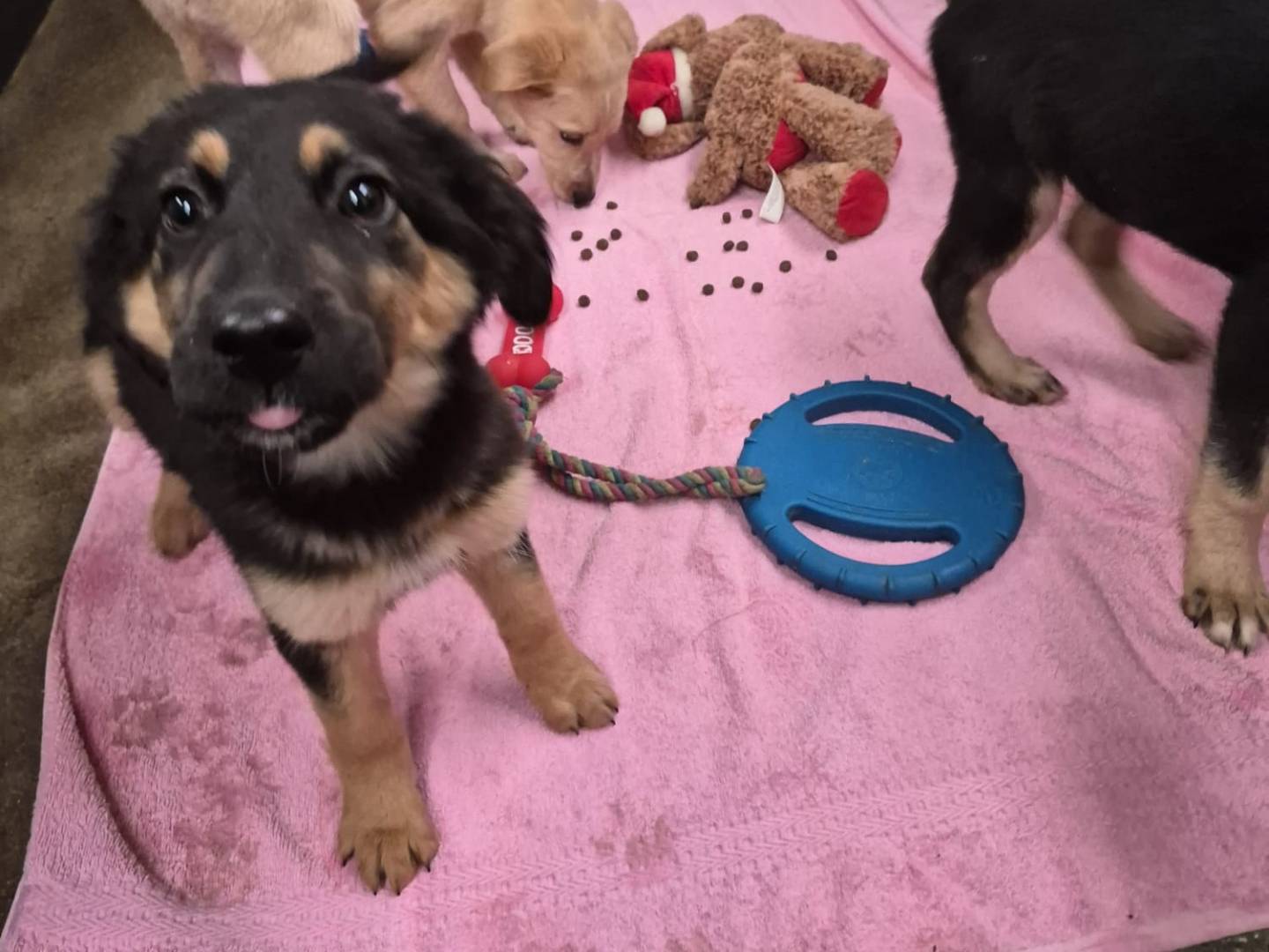 Adozione cane, femmina, Razza sconosciuta Razza sconosciuta, 4 mesi, taglia media, Milano