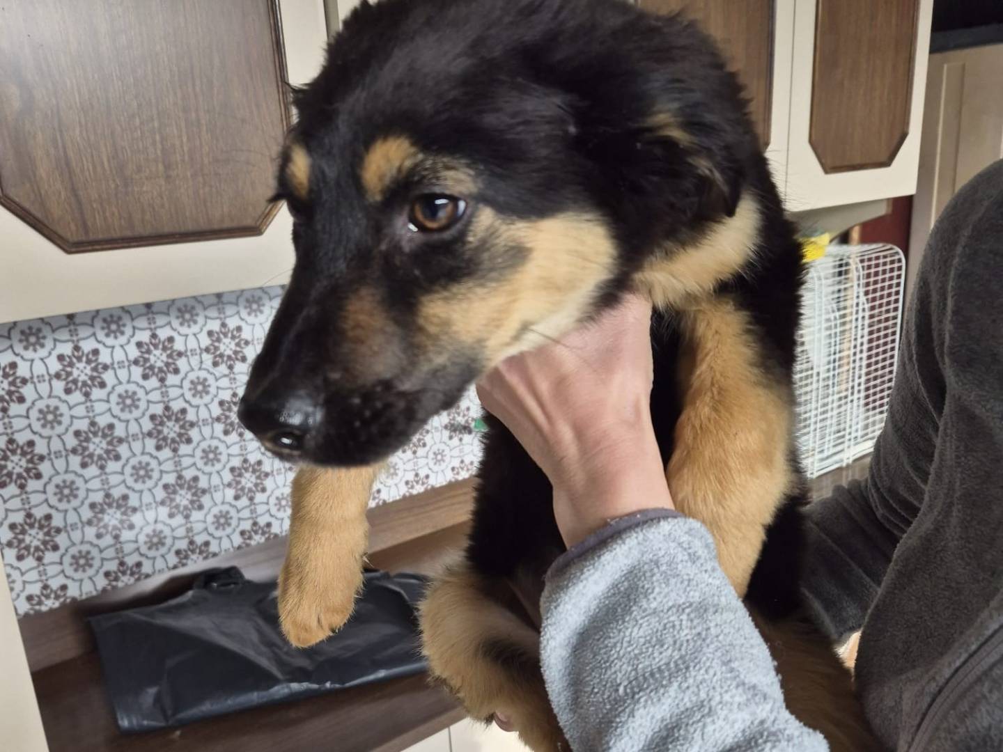 Adotta un cane, femmina, 4 mesi, Milano