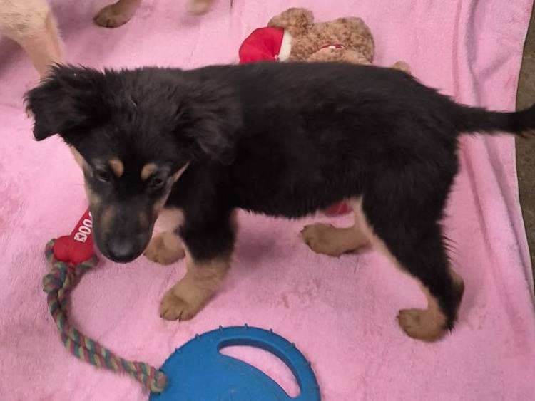 Adotta un cane, taglia media, femmina, Milano