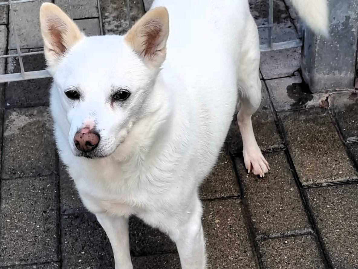 Adotta un cane, taglia media contenuta, maschio, Milano