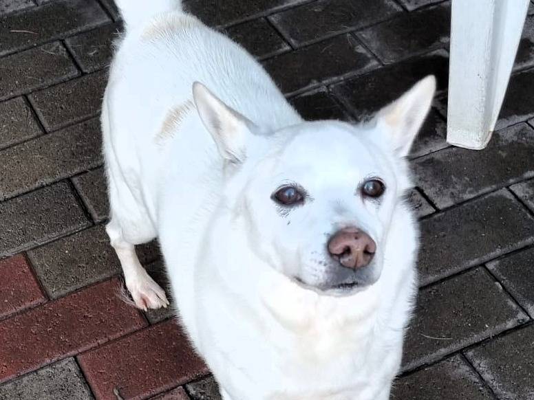 Adotta il cane FOX a Milano