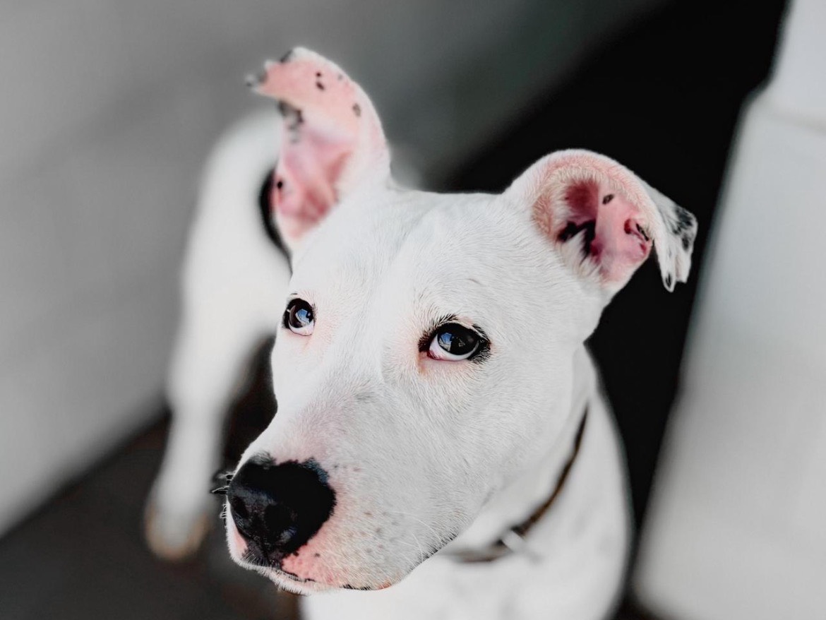 Adozione cane, femmina, Dogo Argentino Razza sconosciuta, 3 anni e 8 mesi, taglia media contenuta, Caserta