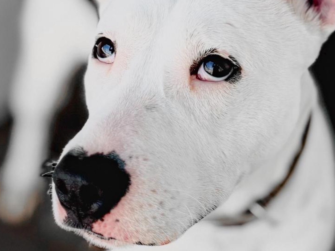 Vuoi adottare un cane a Caserta?