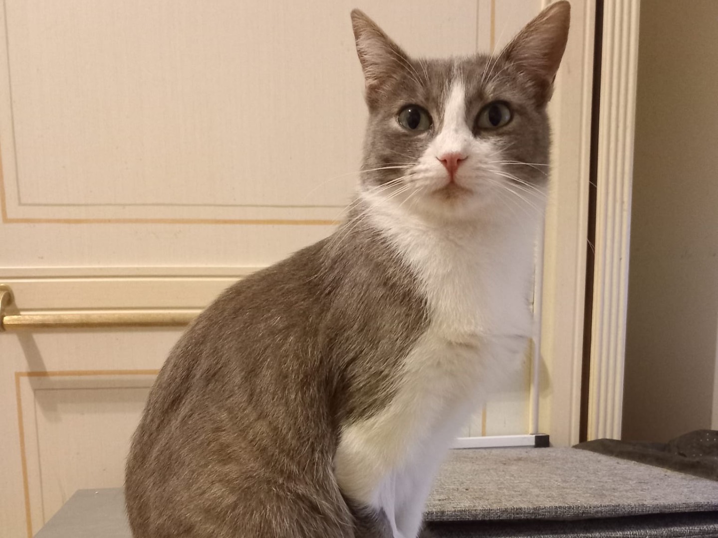 Adotta un gatto, femmina, 1 anno e 6 mesi, Latina