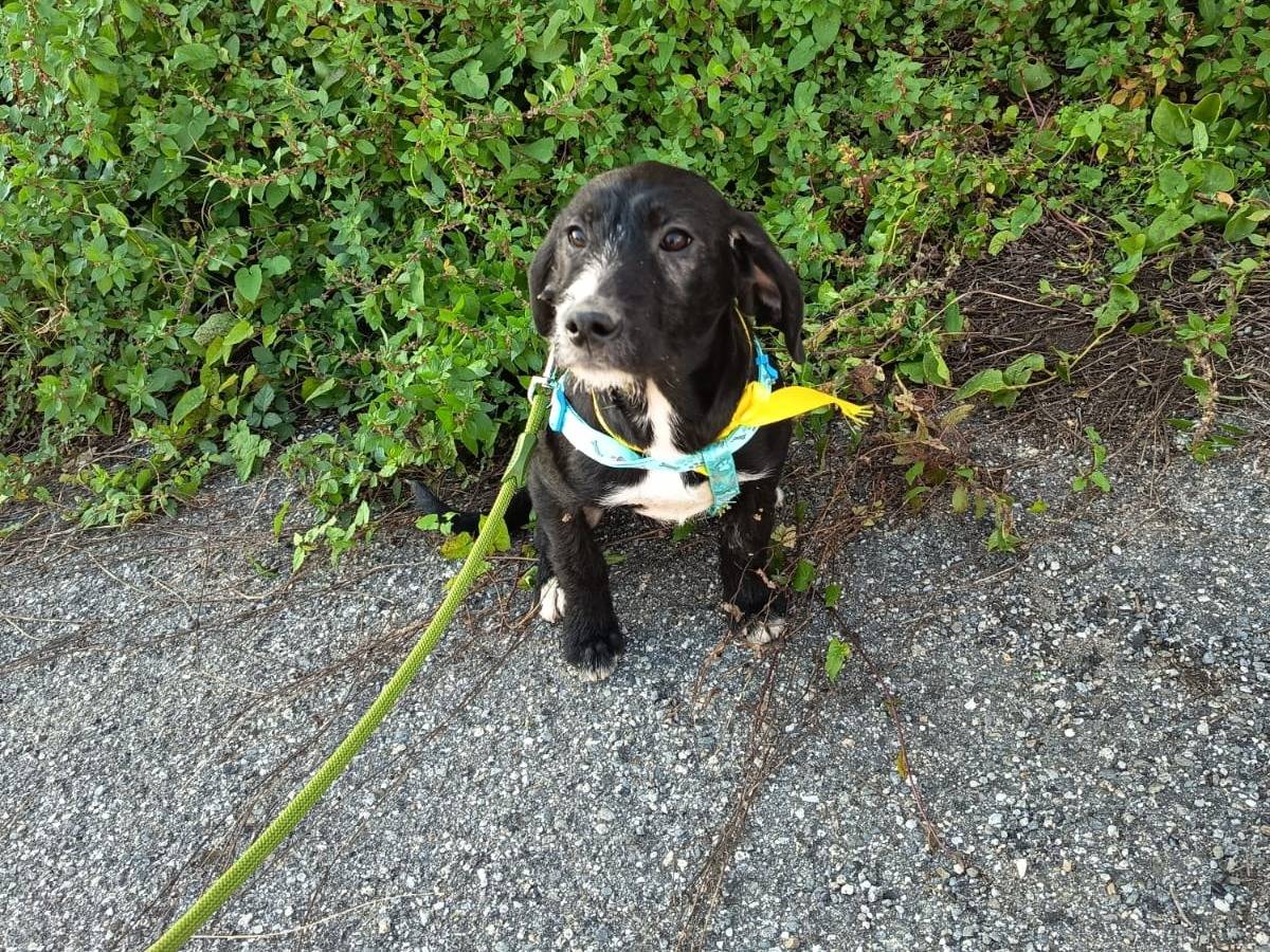 Adozione cane, femmina, Razza sconosciuta Razza sconosciuta, 6 mesi, taglia media contenuta, Varese