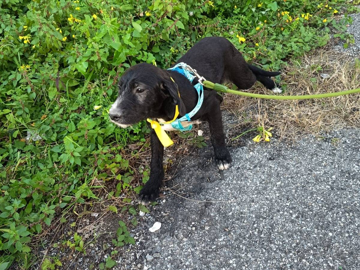 Adotta un cane, femmina, 6 mesi, Varese