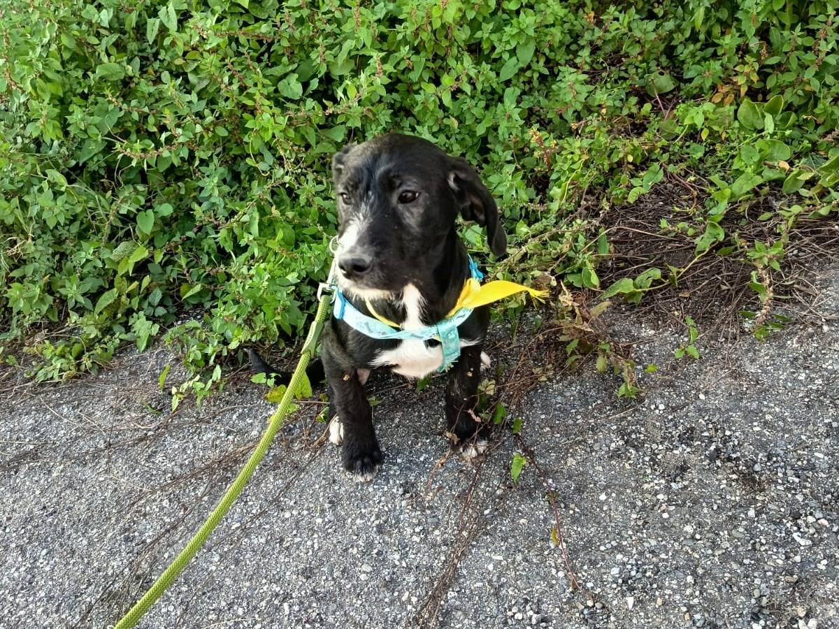 Vuoi adottare un cane a Varese?