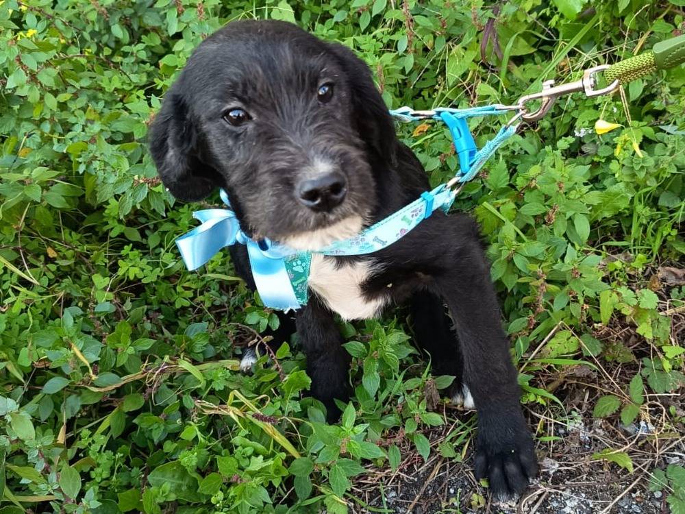 Adozione cane, maschio, Razza sconosciuta Razza sconosciuta, 6 mesi, taglia media contenuta, Varese