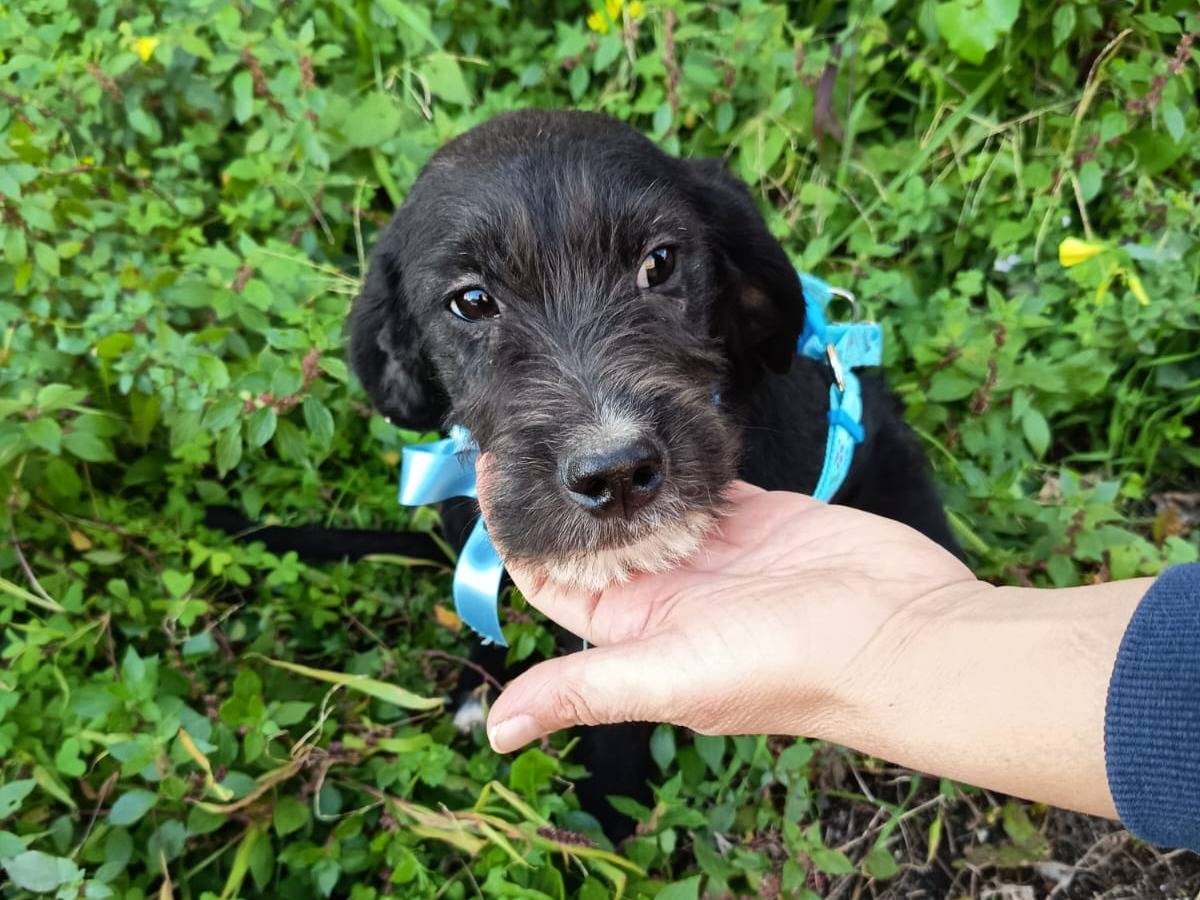 Adotta un cane, maschio, 6 mesi, Varese